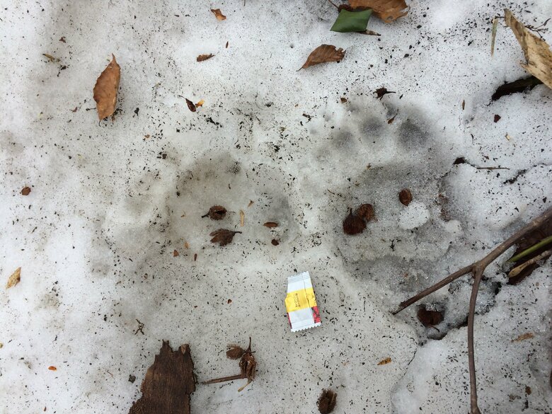 雪に残るクマの足跡