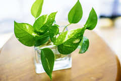 ペットボトルで水耕栽培を始めよう！おすすめ野菜品種10選