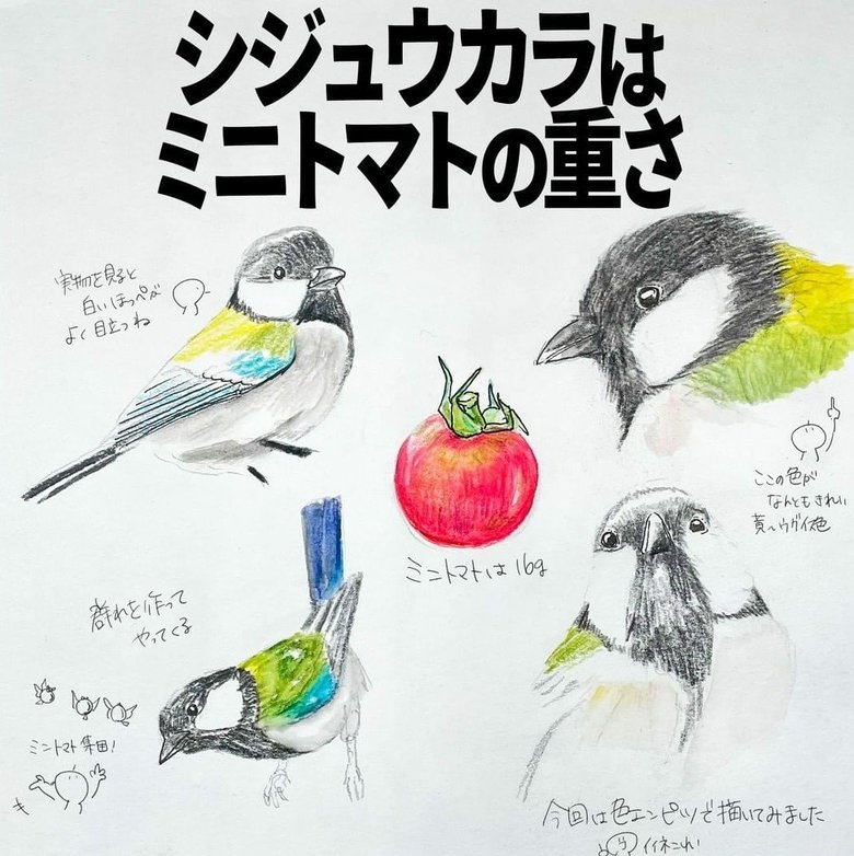 シジュウカラはミニトマトの重さ