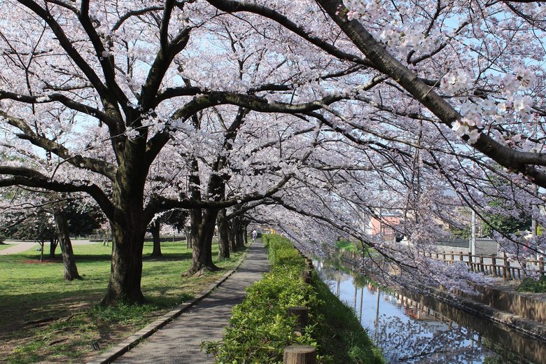 見沼田んぼの「日本一の桜回廊」