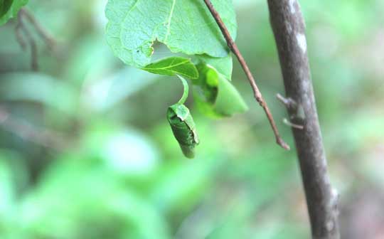 エゴノツルクビオトシブミの揺らん。巻いた葉の中に卵が産みつけられている