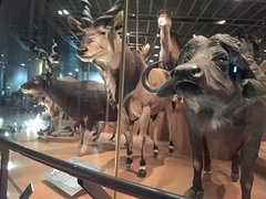 東京上野・国立科学博物館の見どころ＆お得に楽しむ方法