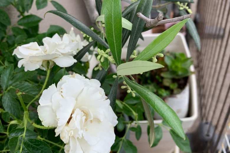 まきえりこさん宅のベランダガーデン