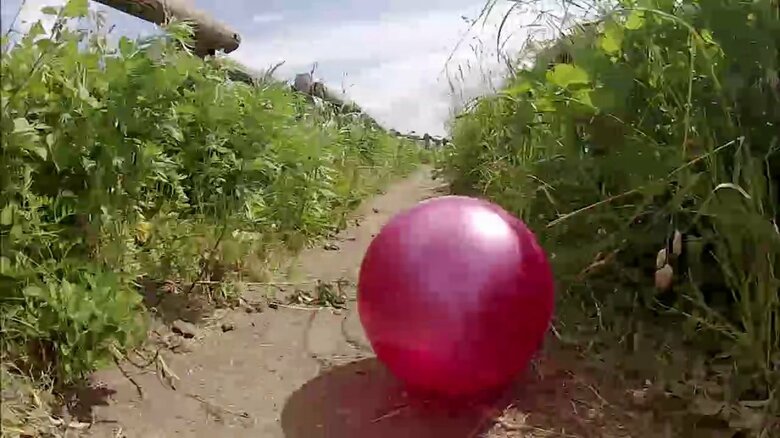 ボールが道を転がるコーナーは赤ちゃんに大人気 (C)NHK・NED