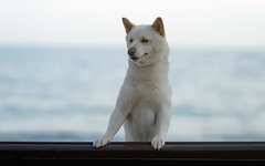 飼い犬が〝よそ者〟に吠えまくる…私が「大好きな実家」で落ち着けなくなった訳