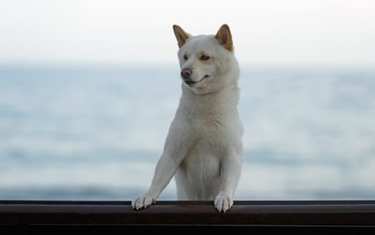 飼い犬が〝よそ者〟に吠えまくる…私が「大好きな実家」で落ち着けなくなった訳