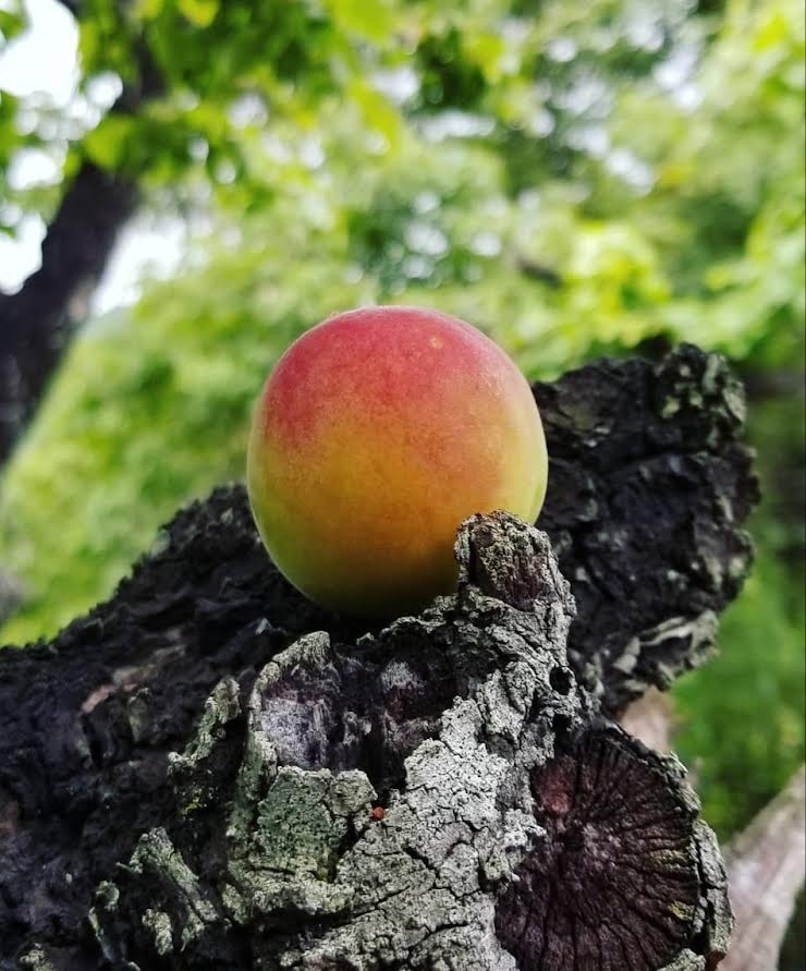 （株）梅樹園が育てている「南高梅」