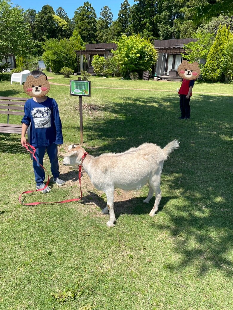 牧場でヤギの散歩をすることも