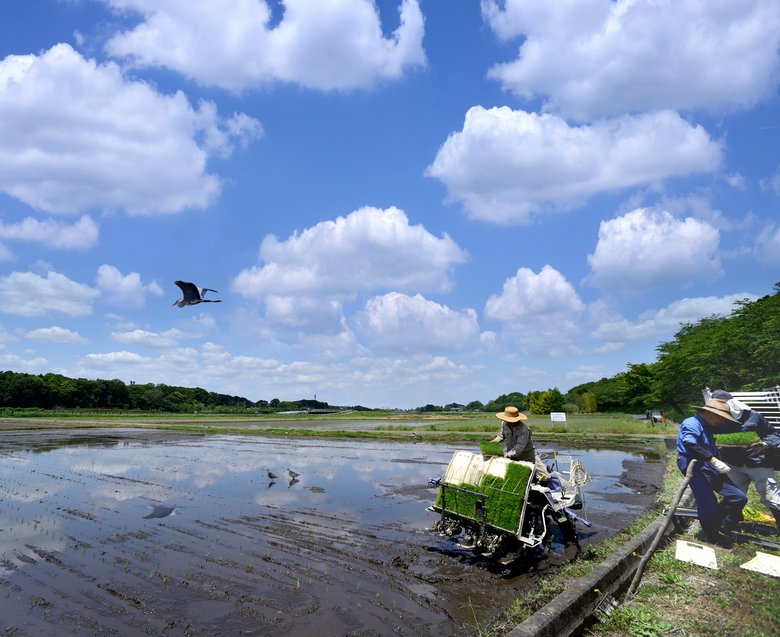 見沼田んぼの様子（5/5）