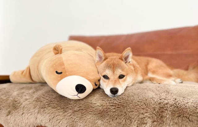 クマのぬいぐるみと同化(?)する豆柴の福ちゃん
