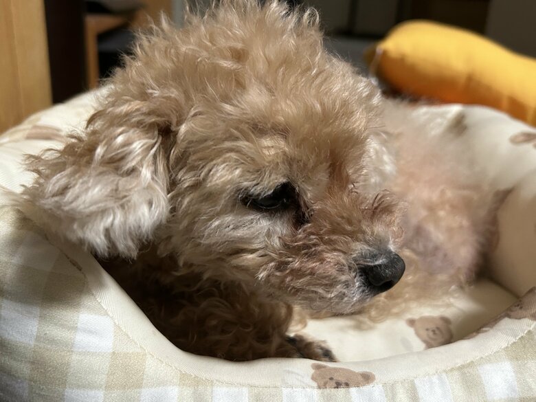 浅香山親方もメロメロという愛犬・フォードちゃん（16歳）