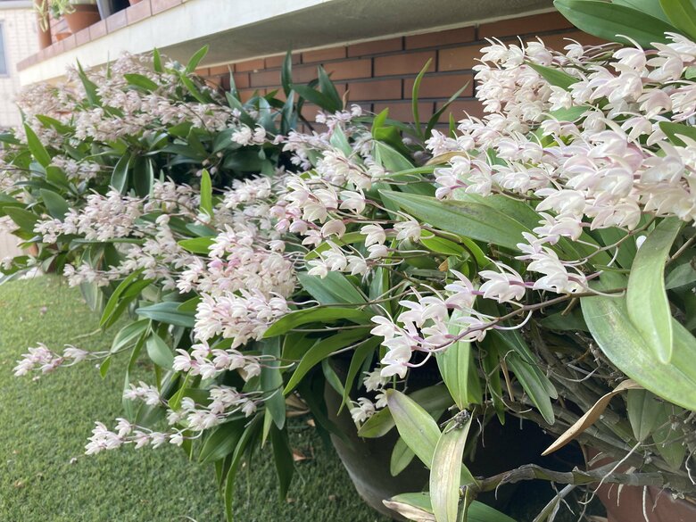 庭には植物がたくさん！都会のオアシスのよう