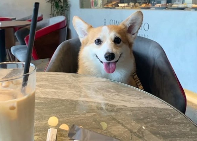 愛犬・ポテトは産後も変わらずよき相棒