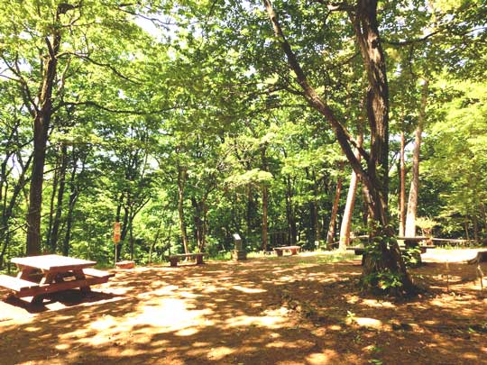 木漏れ日が美しい緑地内の休憩スペース