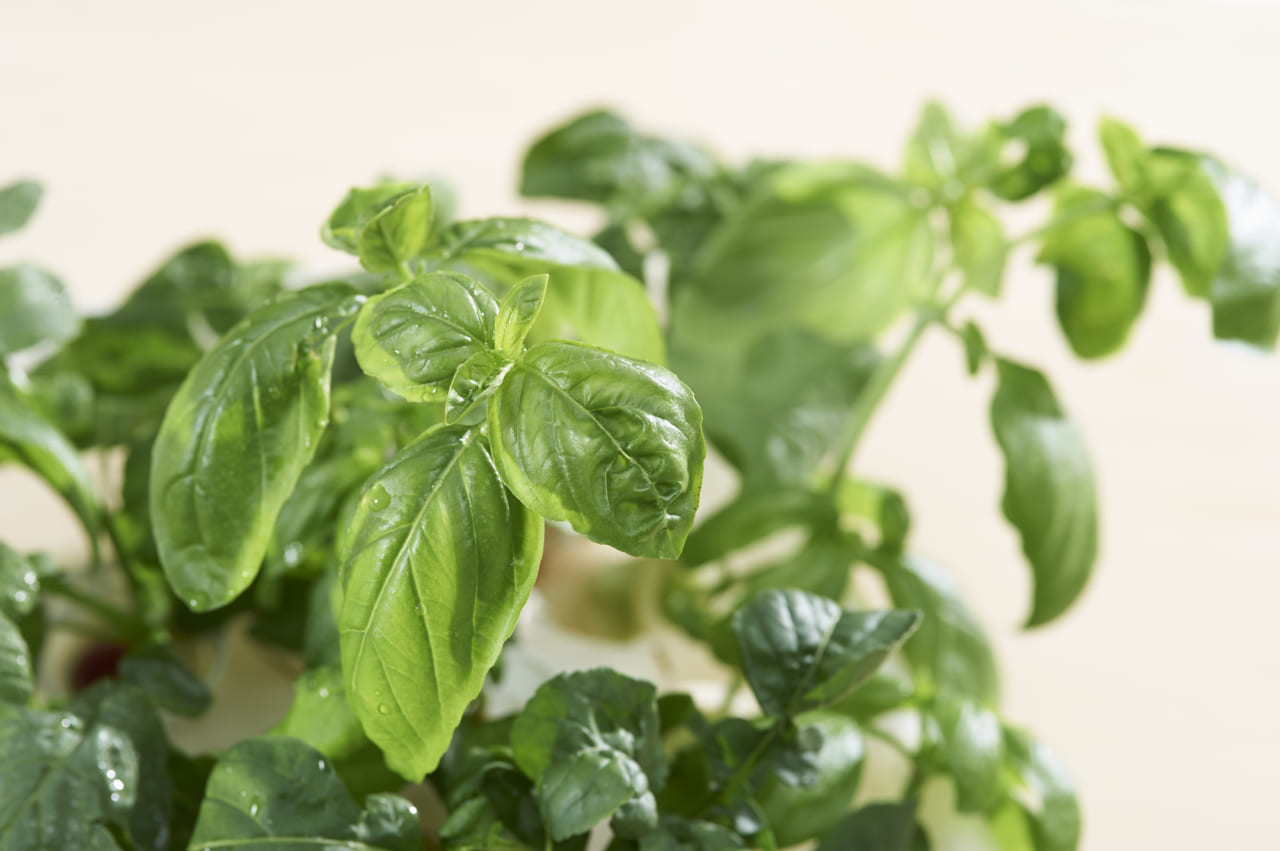 ペットボトルで水耕栽培を始めよう おすすめ野菜品種10選 Chanto Web ペットボトルで水耕栽培を始めよう おすすめ野菜品種10選 Chanto Web