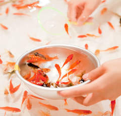 ポイは濃い色の紙を選ぶ!?「金魚すくい道場」秘伝の奥義で子どもに自慢を！