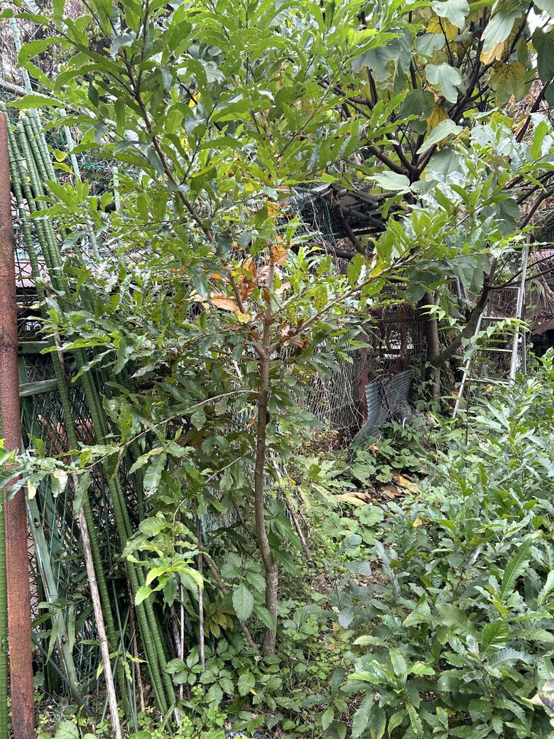 国道246号沿いで見つけたドングリから自宅で育てたクヌギの木の2年目の状態（写真中央の木）