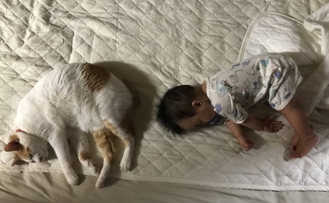 眠っている猫と赤ちゃん