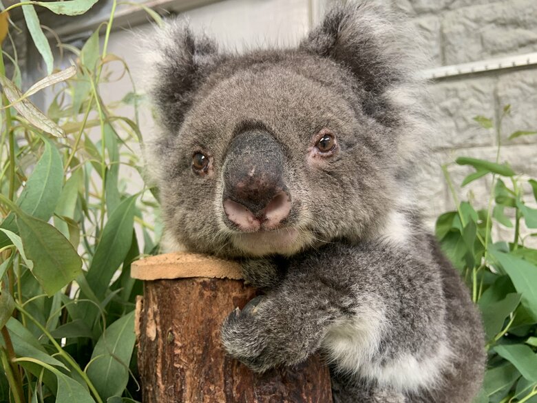 童顔でいつまでも若々しくかわいらしいみどり