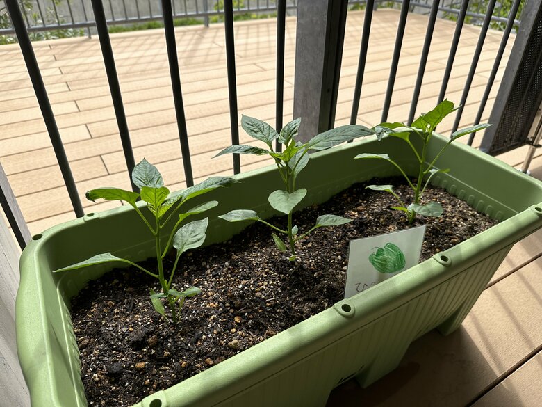 苦手な子どもが多いピーマンの苗もぐんぐん成長中