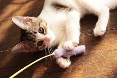 子供が欲しがる？人気の猫ちゃんベスト10