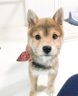 家族の一員になったころ豆柴の福ちゃん。瞳がつぶらです