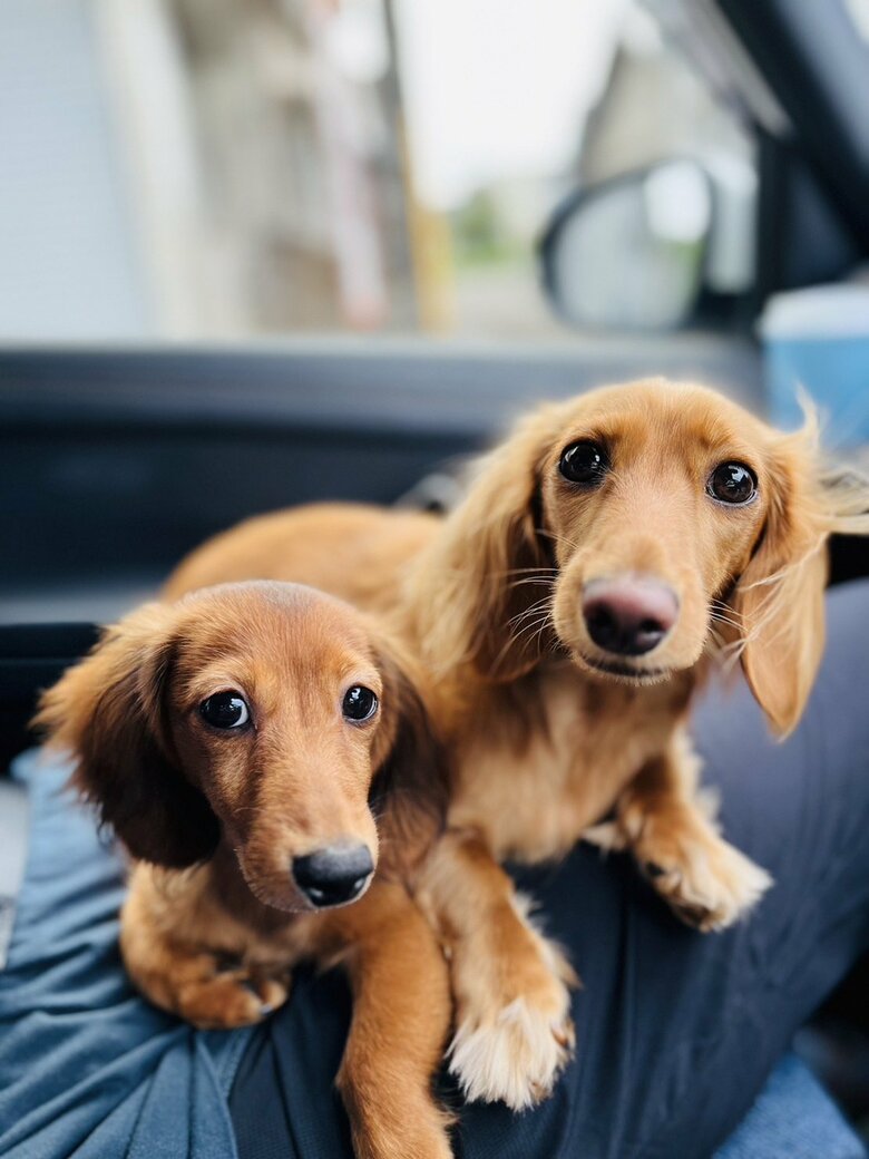 大の犬好きな藤岡さんは愛犬のYouTubeを始めた