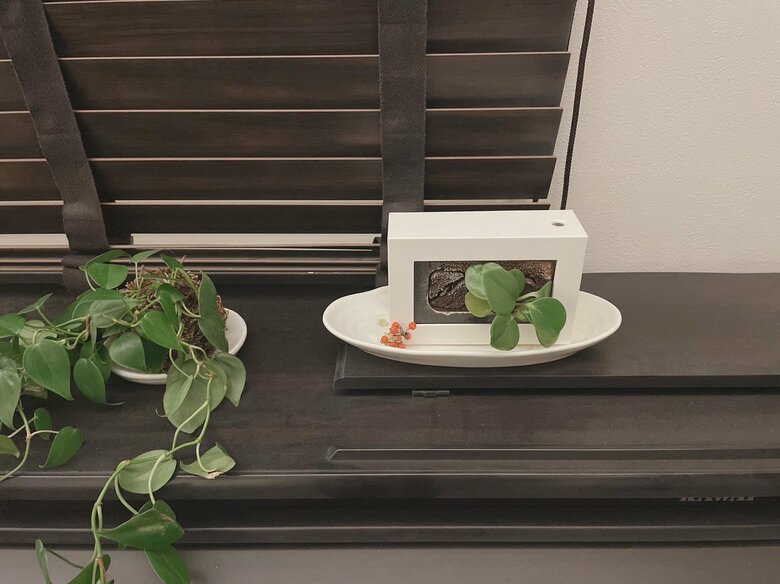 フネさんの“無印”愛用品⑧『壁にかけられる観葉植物』／意外と知られていないけれど無印っぽい生活に欠かせない商品だとか