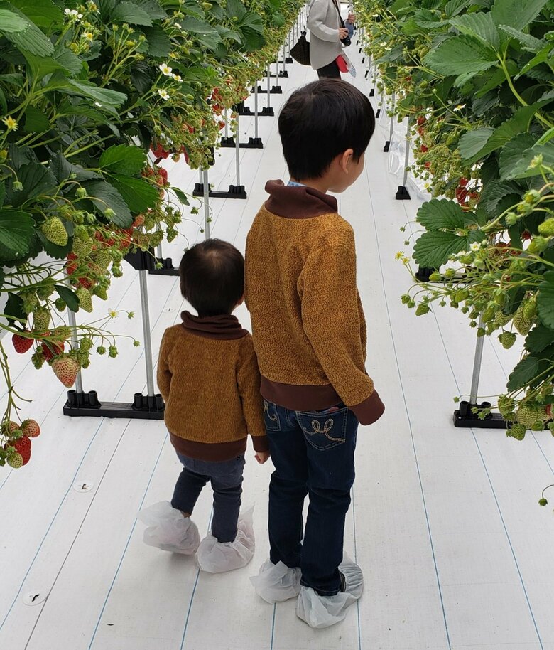 兄弟そろっていちご狩りを楽しむ