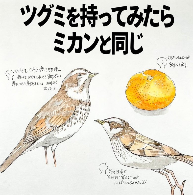 ツグミを持ってみたらミカンと同じ