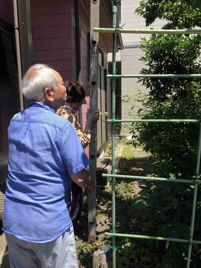 erincoさん家の恒例行事。庭の梅の木の実を収穫する両親