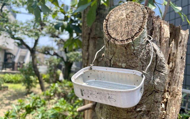 父親が鳥の水飲み場にと木にくくりつけていた空き缶が残っていた