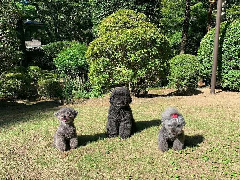 天国に旅立った3匹の愛犬たち