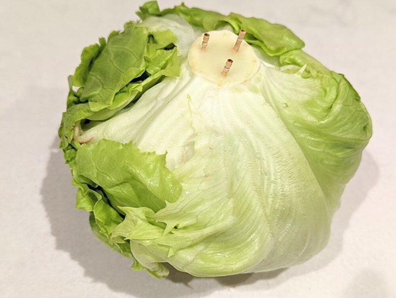 つまようじはレタスの芯の奥までしっかりと刺そう