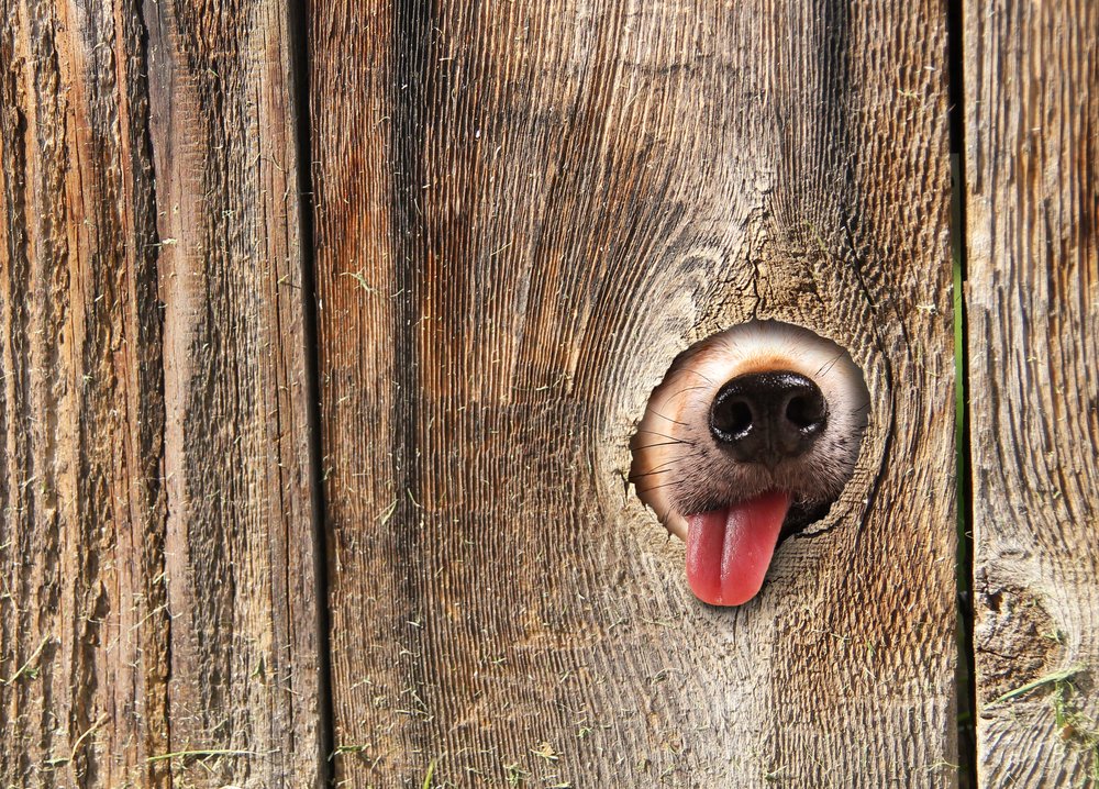 shutterstock_187294079