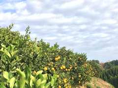 天草へ地方移住「時間とお金を管理できる暮らし」を実現した夫婦の話