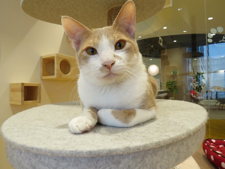 キャットルームでくつろぐ猫