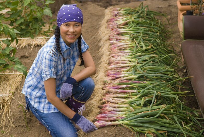 色が美しい赤長玉ねぎ