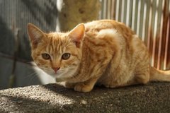 子供に教えてあげたい「猫の雑学」