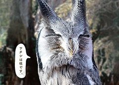 夏休み自由研究に使える!! 生物の〝擬態〟に驚く「化ケモノ展」に行ってみた！