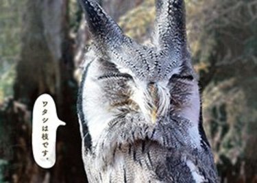 夏休み自由研究に使える!! 生物の〝擬態〟に驚く「化ケモノ展」に行ってみた！
