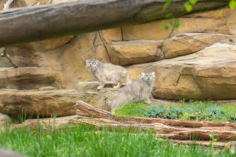 一見タヌキのような体格のマヌルネコ