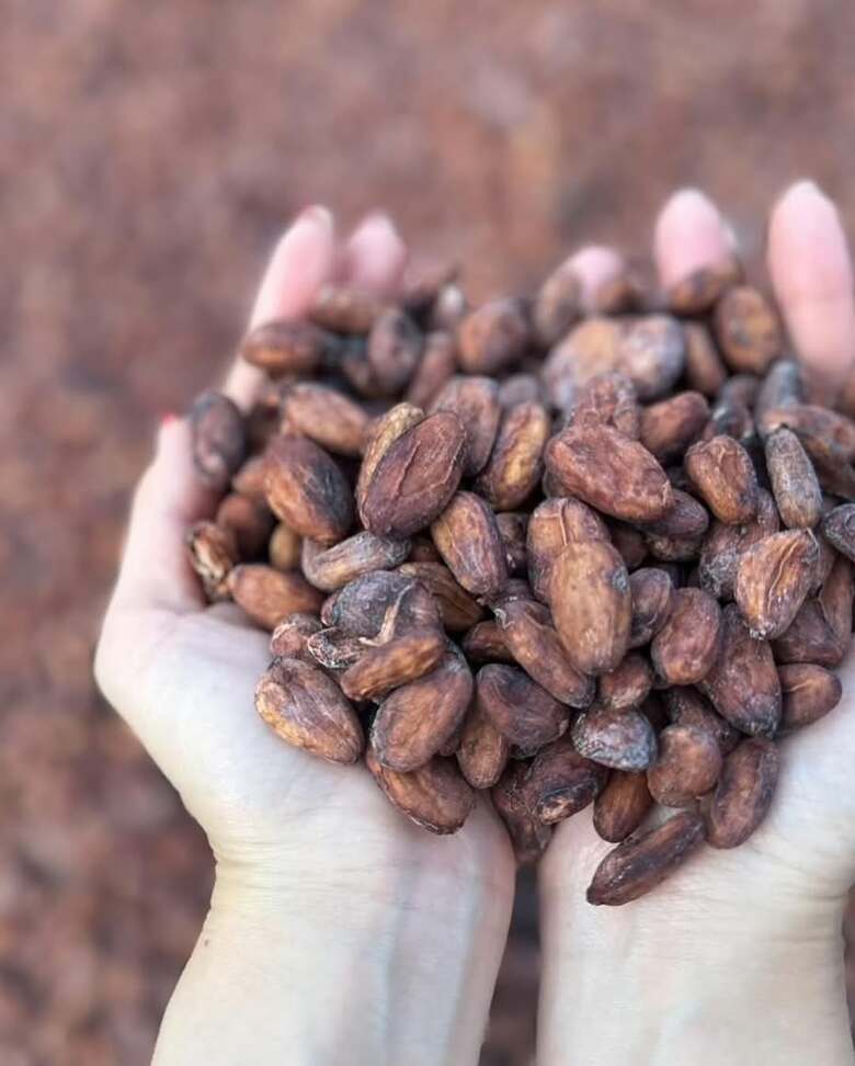 カカオ豆は発酵させてチョコレートの原料になる