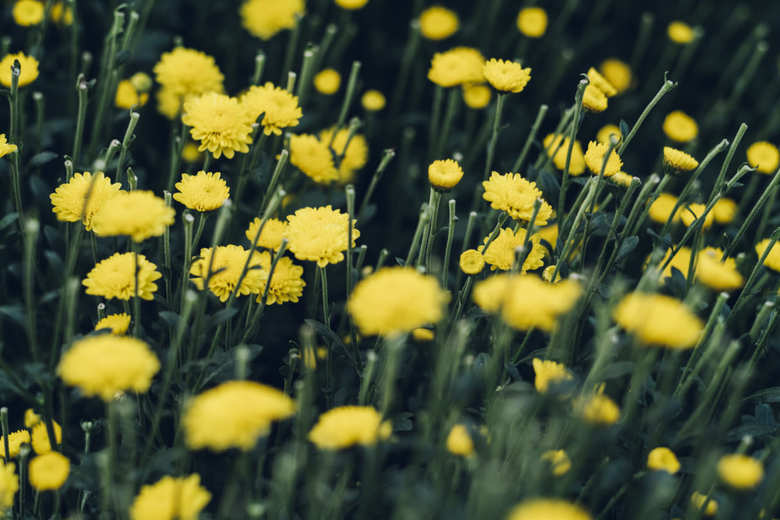 「Waphyto」の原料となる菊
