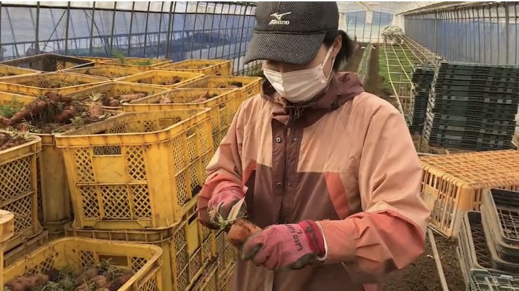 にんじん農家で作業する平野さん
