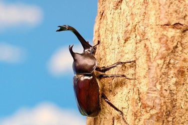 夏休みに子供と挑戦したい！カブトムシ・クワガタの捕まえ方と飼育方法