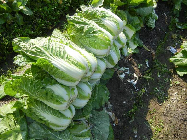 Chinese cabbage