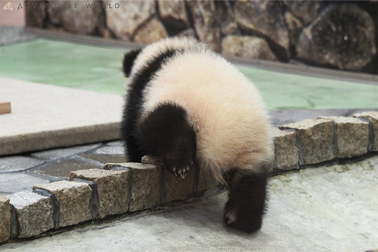 2020年に誕生した末っ子パンダ・楓浜（2歳）