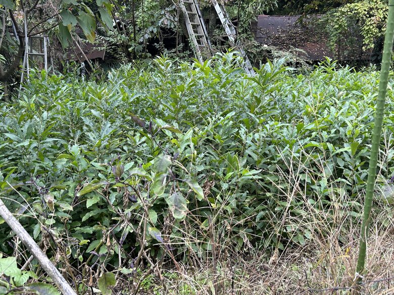 国道246号沿いで見つけたドングリから自宅で育てたクヌギの木の1年目の状態