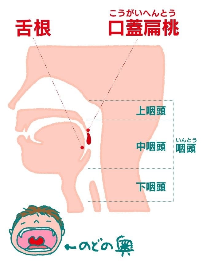 中咽頭の説明